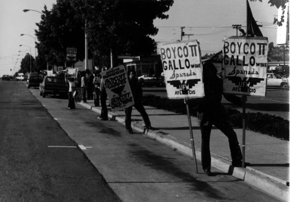 (3699) Gallo Boycott, roadside pickett (3699) Gallo Boycott, roadside pickett